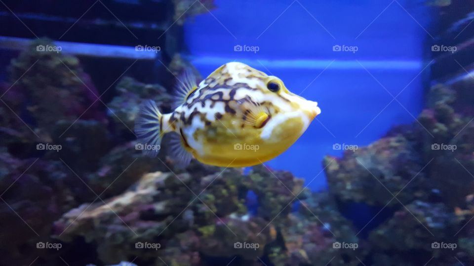 Cute yellow fish at a Moscow aquarium