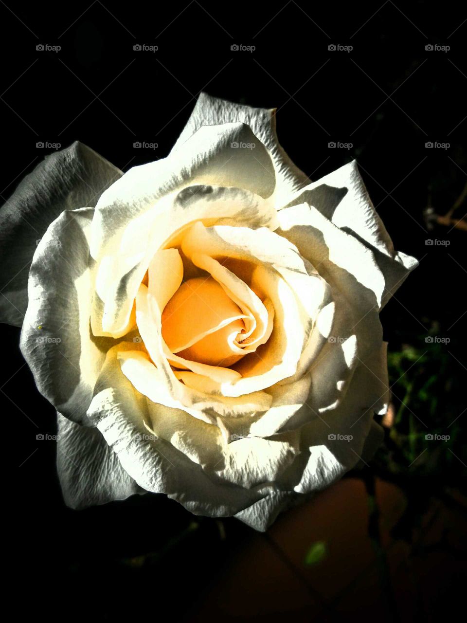 December White Rose