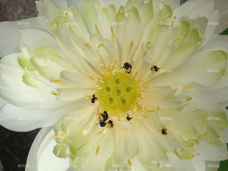 pollen nature flower lotus by ptheerak