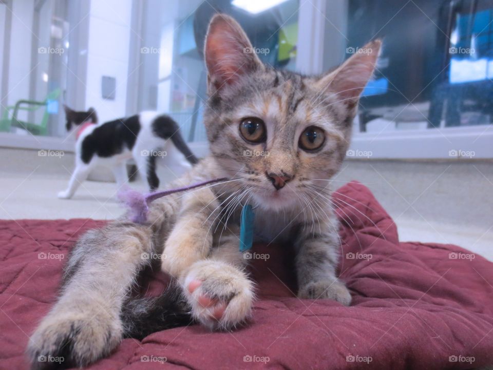 Brown tabby kitten 