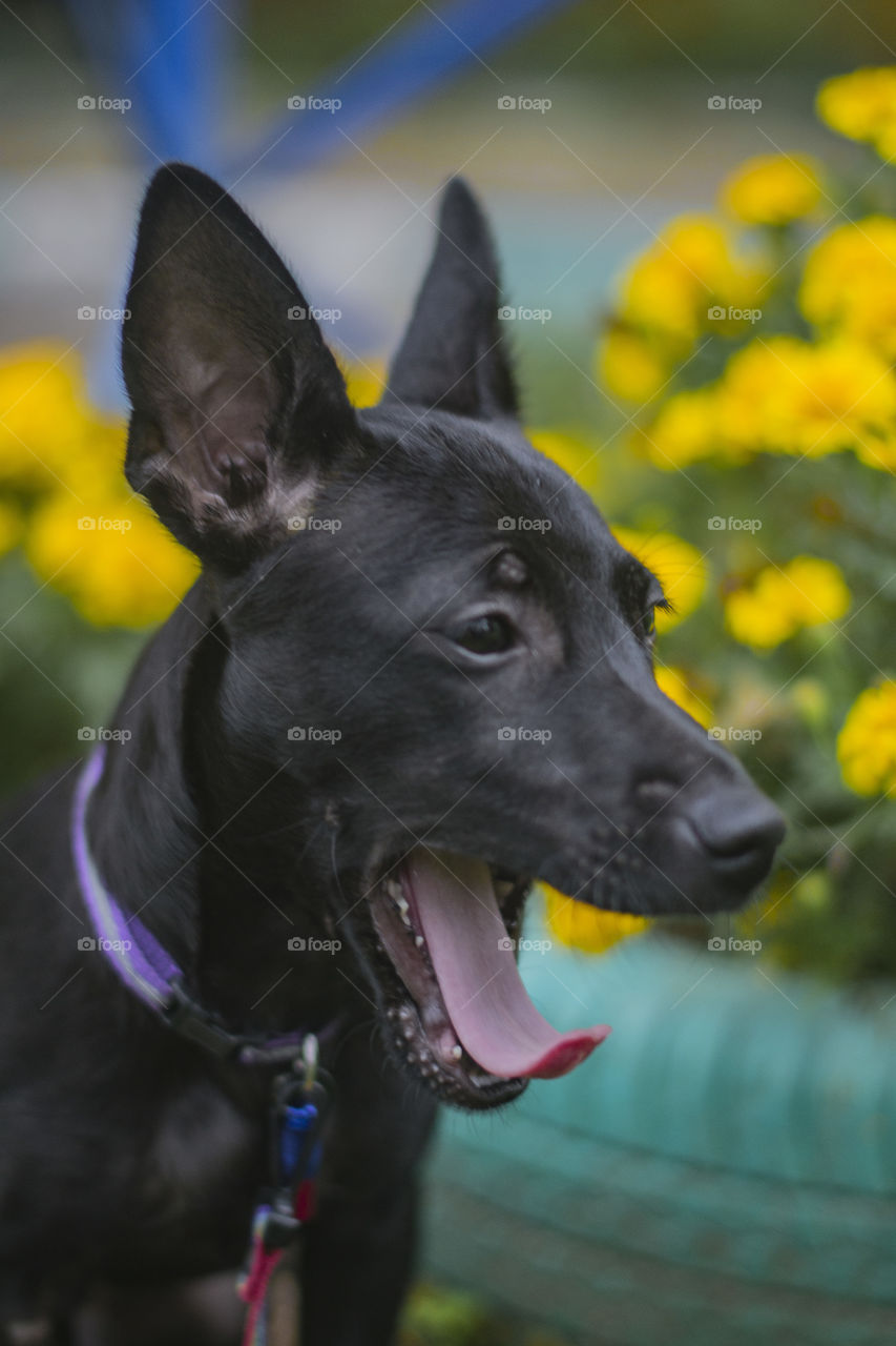 black dog yawns