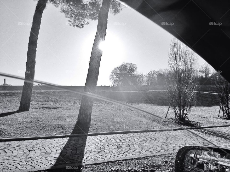 sun tree backlite tuscany by alekime