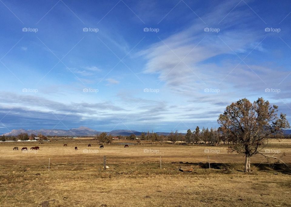 Winter pasture 