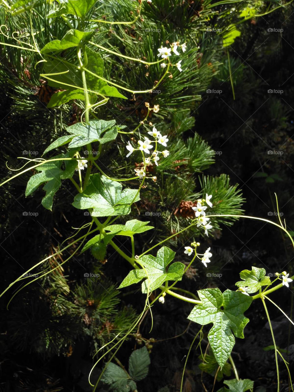 Floating foliage . Coastal Oregon 