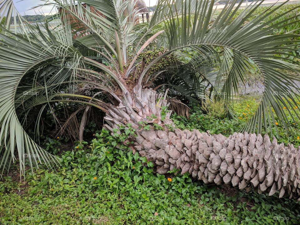 Horizontal Palm Tree