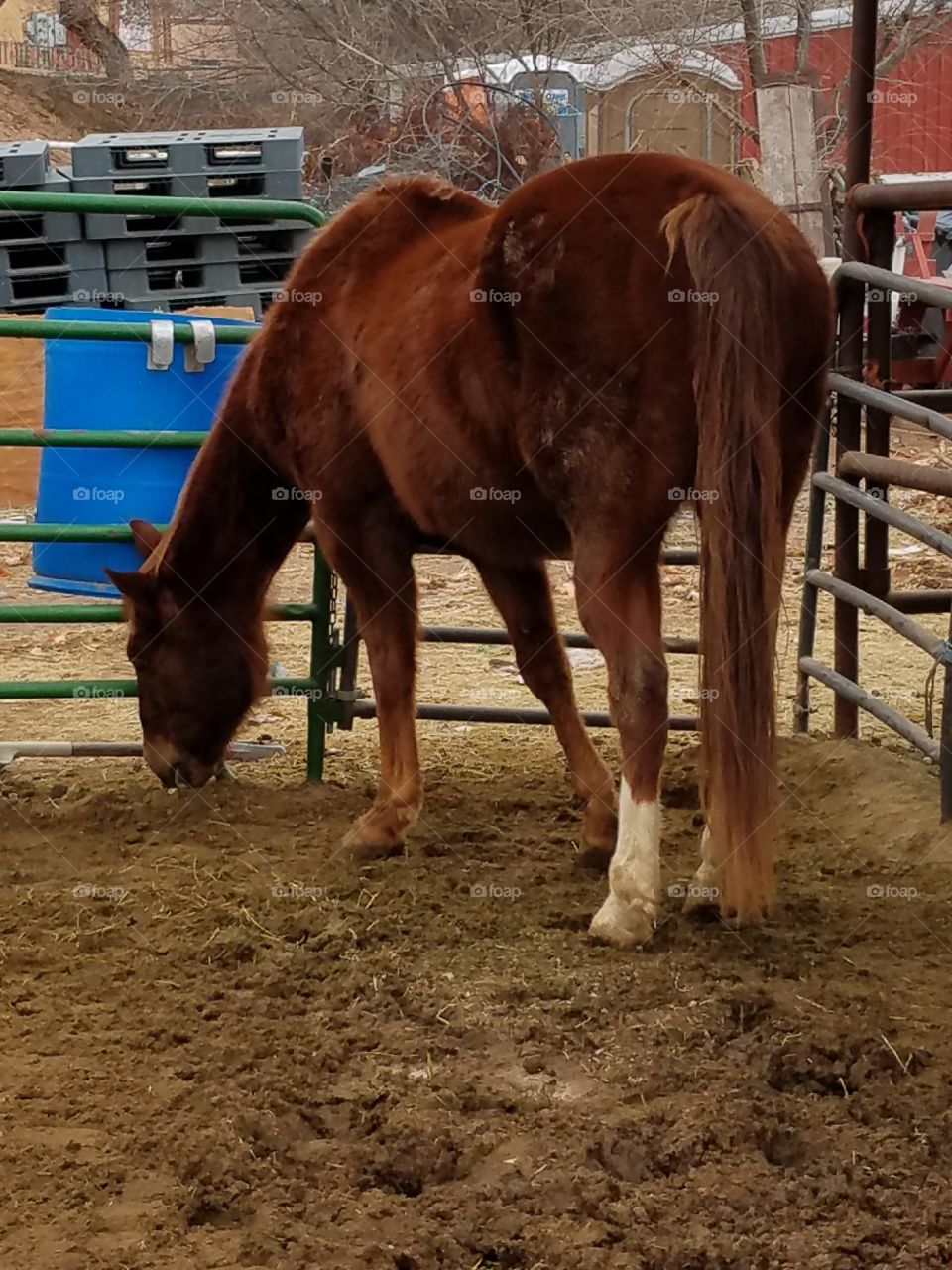 Horse Eating