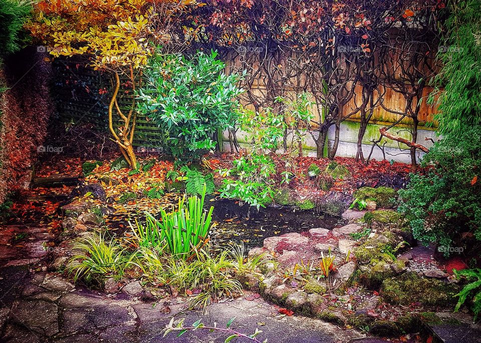 Where the frog lives. Autumn clear up of the pond in my English garden.