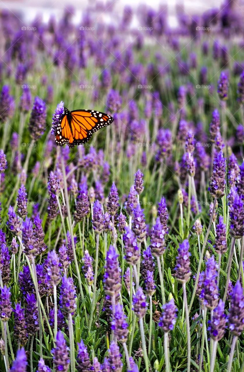 Butterfly flying among lavender