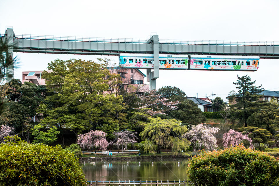 monorail,trees, cherry blossom and lake