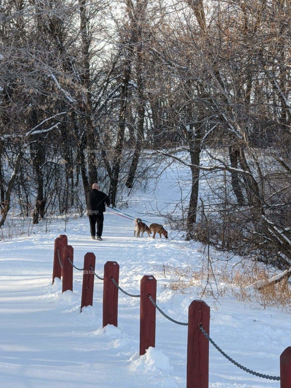 A Winter Walk with the dogs