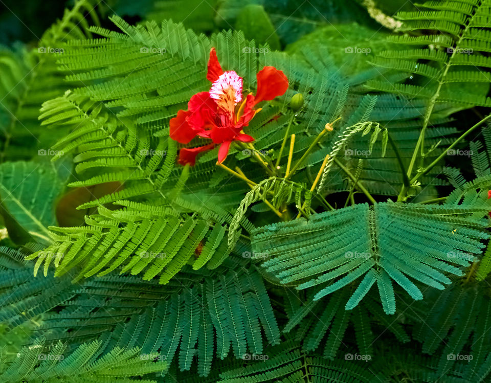 peacock flower - natural beauty