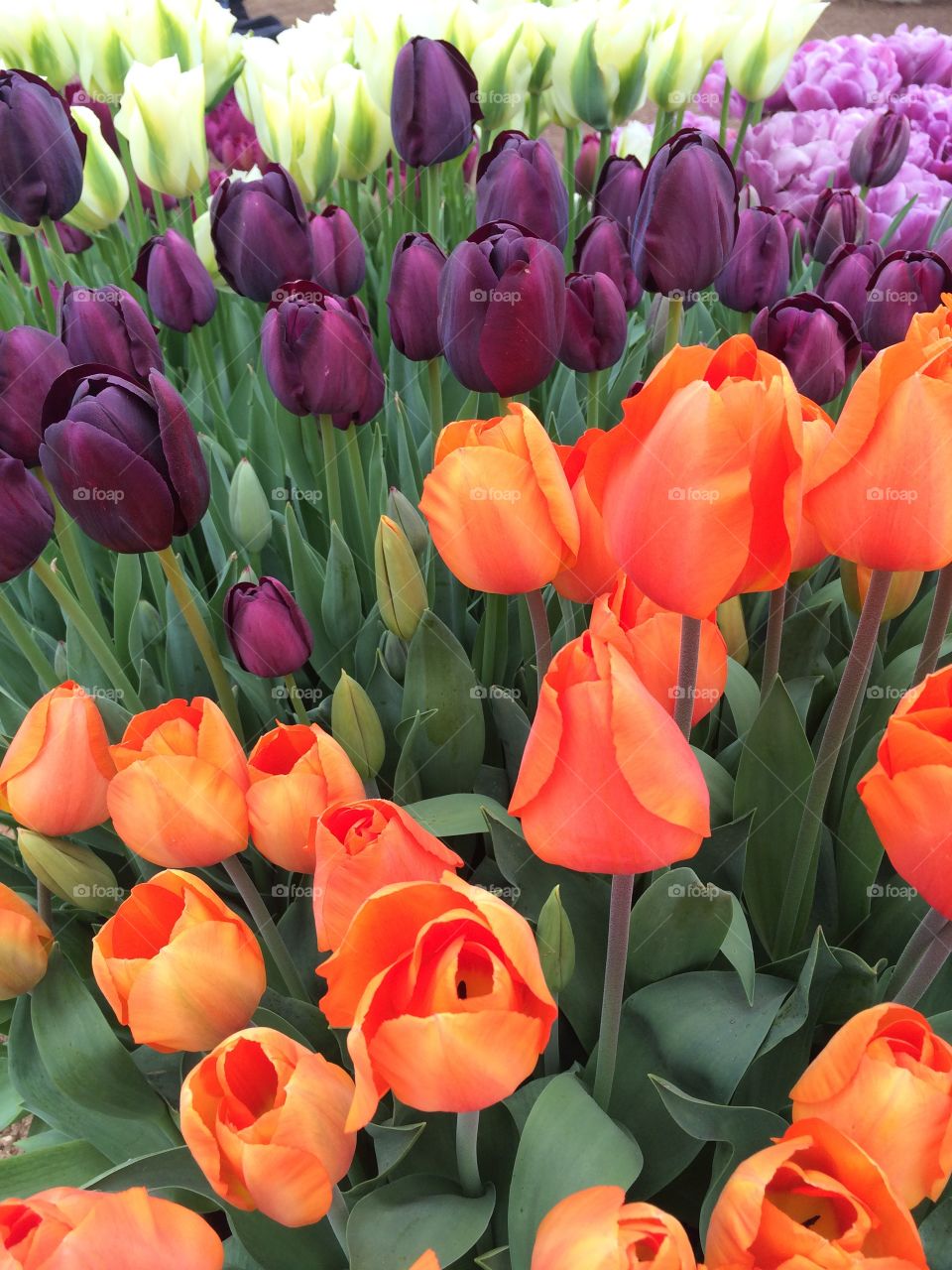 Close-up of colorful tulips