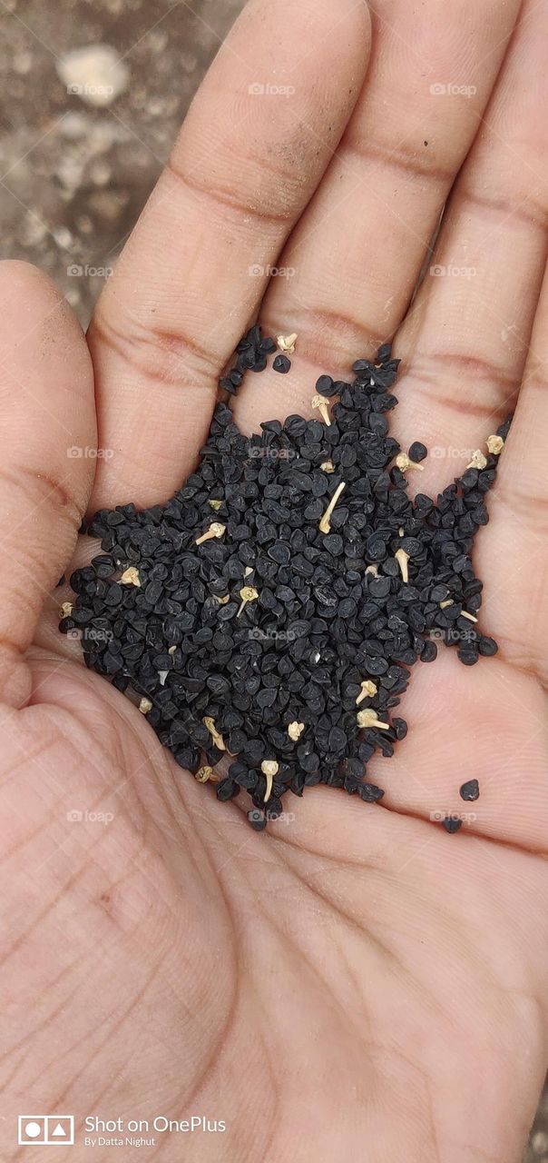 Belonging to the same family of black cumin, onion seed is also known as kalonji, black onion seed, black caraway, etc. Onion seed constitutes 38% of oil that is responsible for its aromatic flavor. The seeds are used as flavoring agents while cookin