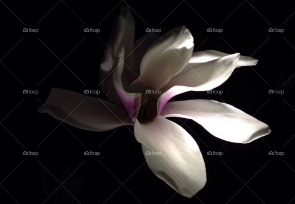 Light kissed magnolia