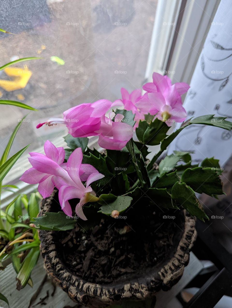 Christmas cactus in bloom