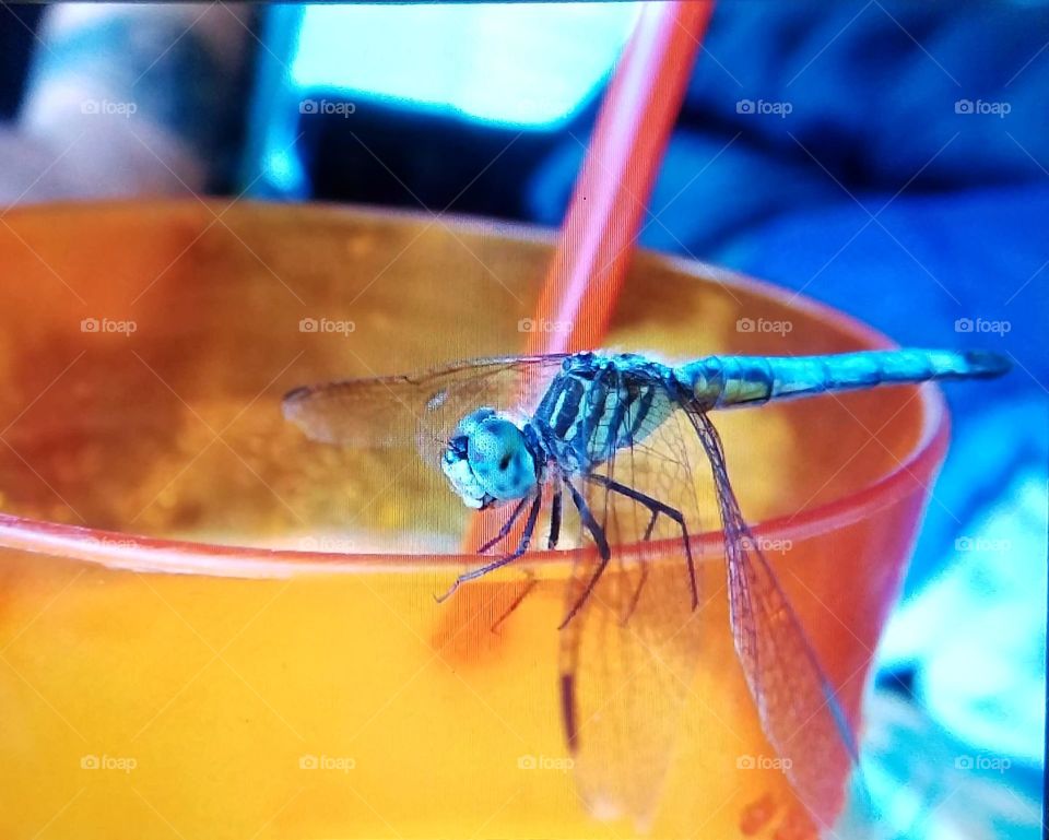 Sharing drink with Dragonfly.