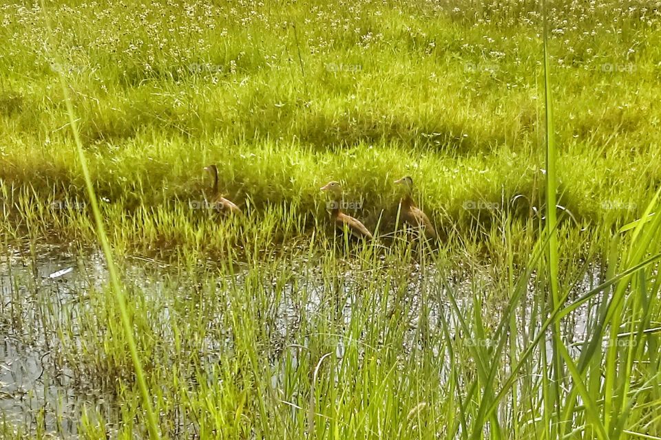 Wild ducks in wetland