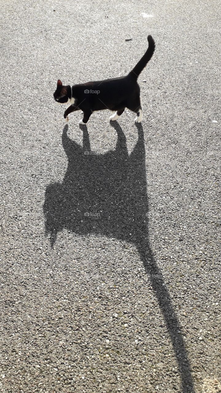 Cat and shadow