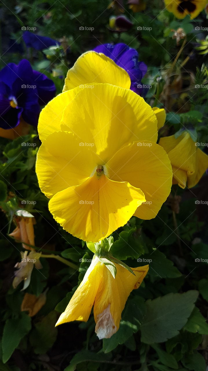 Yellow flower power
