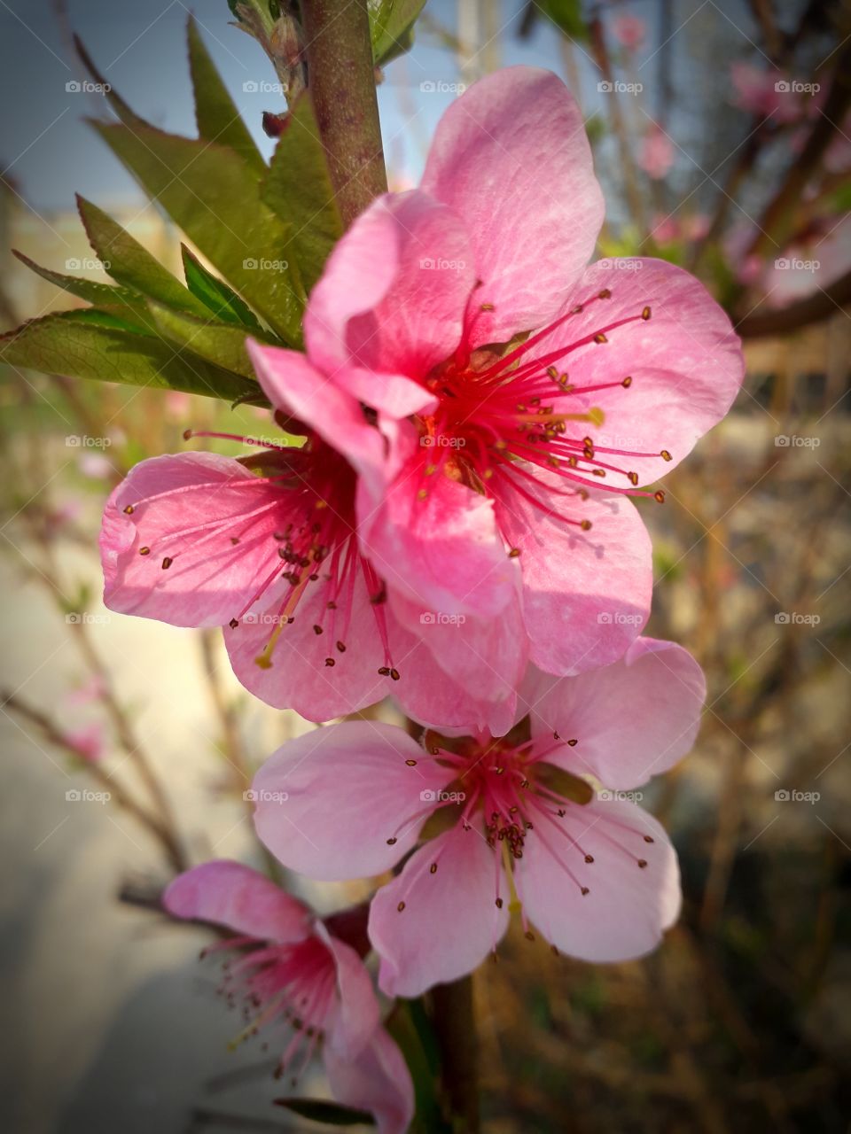 pink flowers