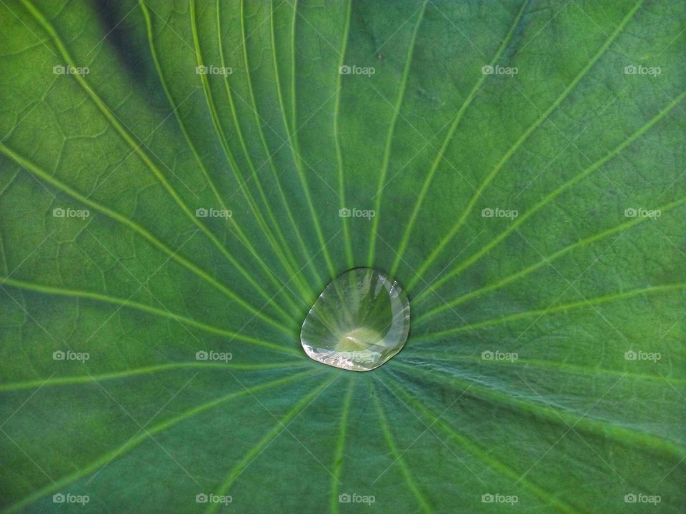 Water in a Leaf