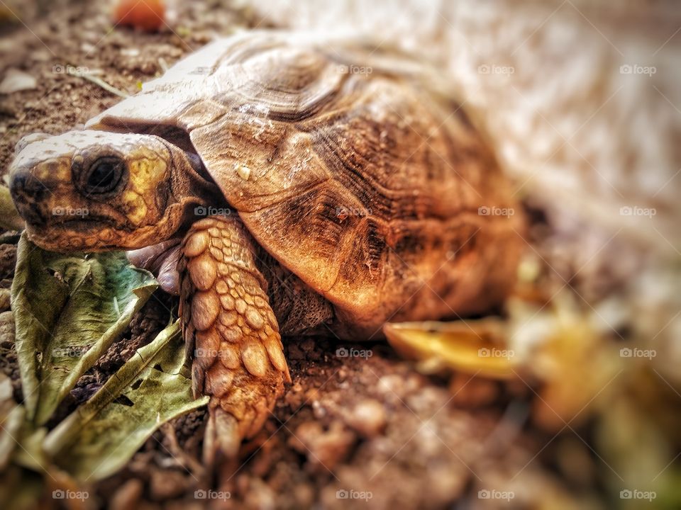 turtle have more then 30 years old