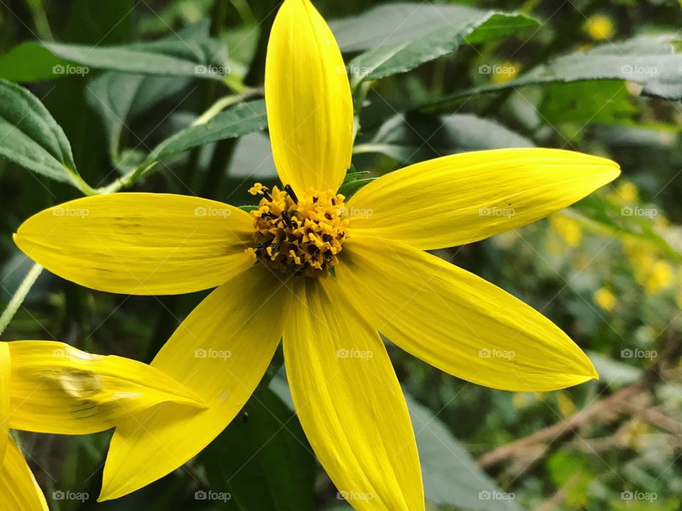 Beautiful yellow wildflower. 