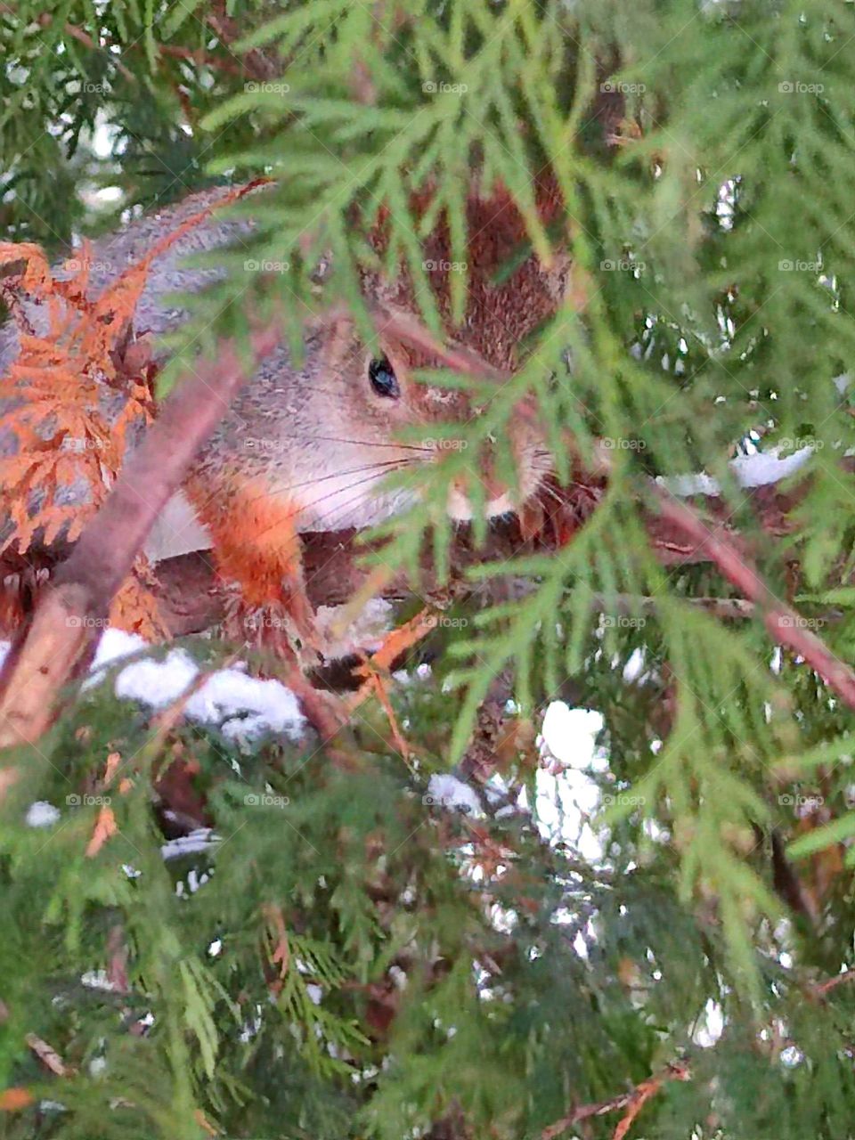 Winter. Squirrel hiding in fir branches