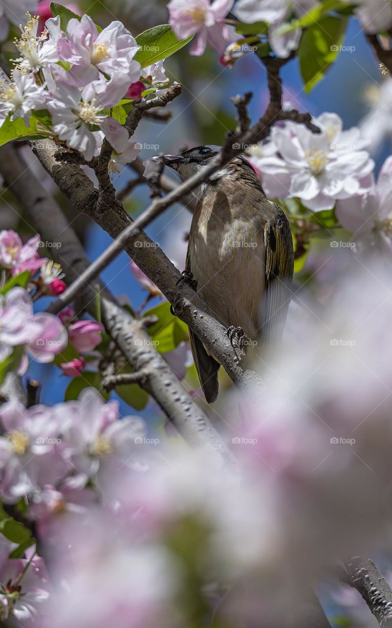Light-vented Bulbul