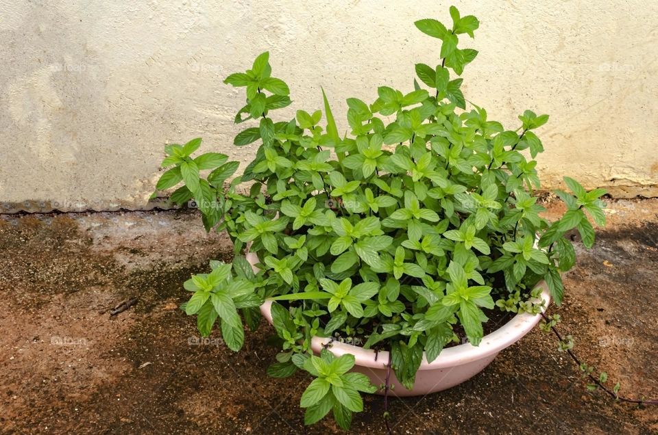 Potted Black Mint