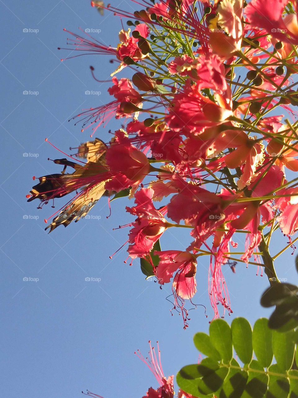 fire red Jamaican petals