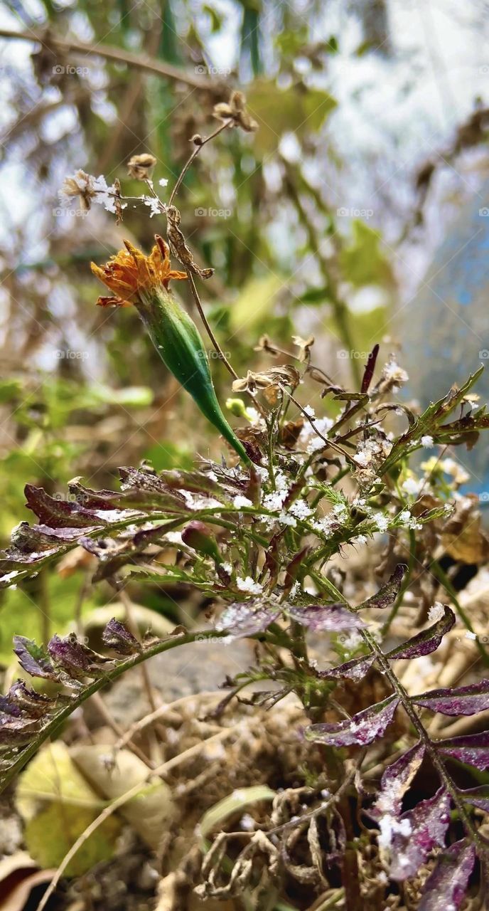 Snow kissing flowers on the front 