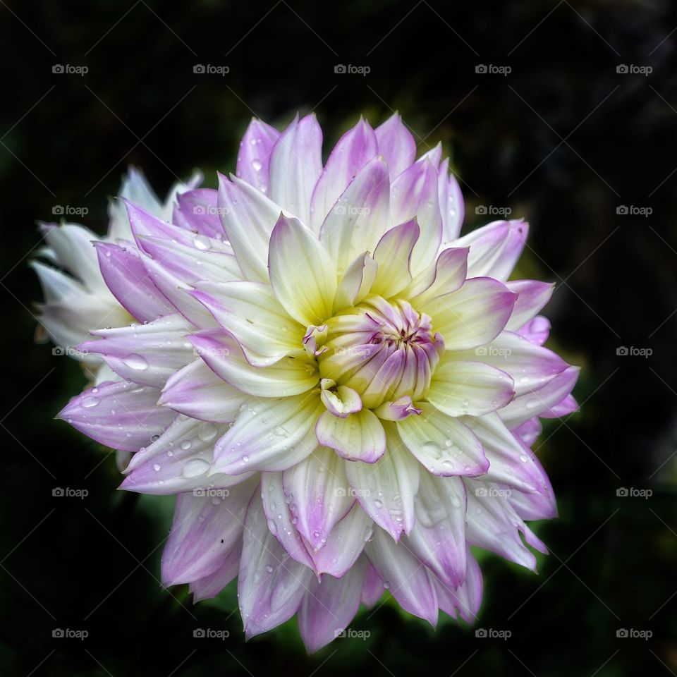 Portrait of a Dahlia