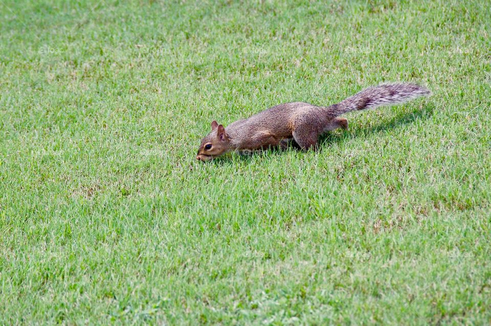 Squirrel on the grass 