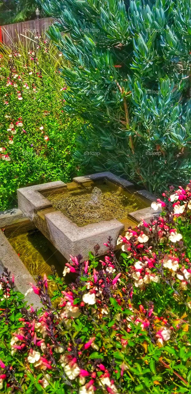 Fountain Among Flowers