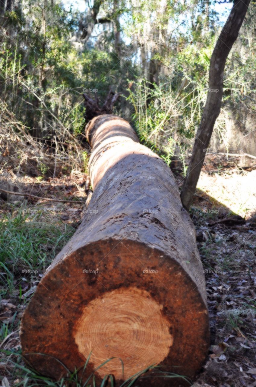 Fallen tree