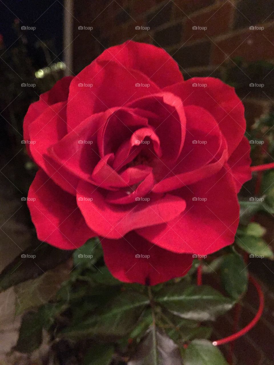 Night time rose