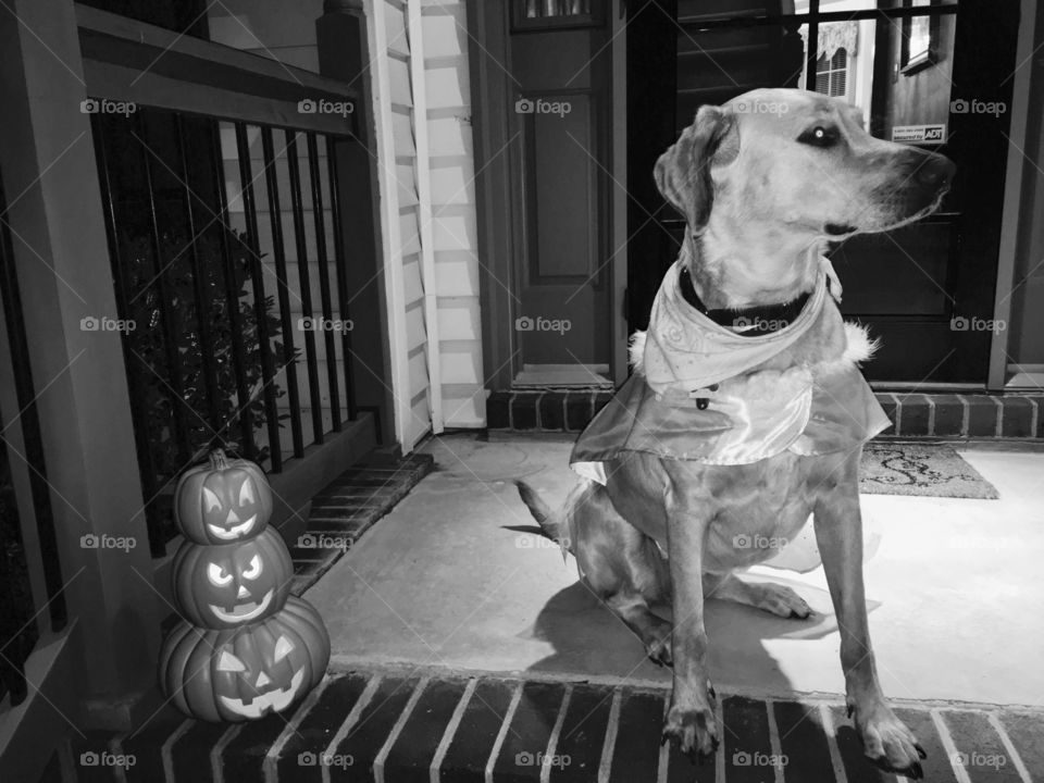 Halloween night with pumpkins and dog waiting for the children to arrive. 