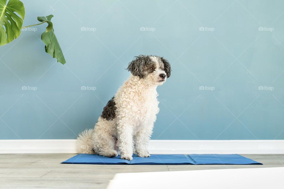 cute dog at cooling rug at home