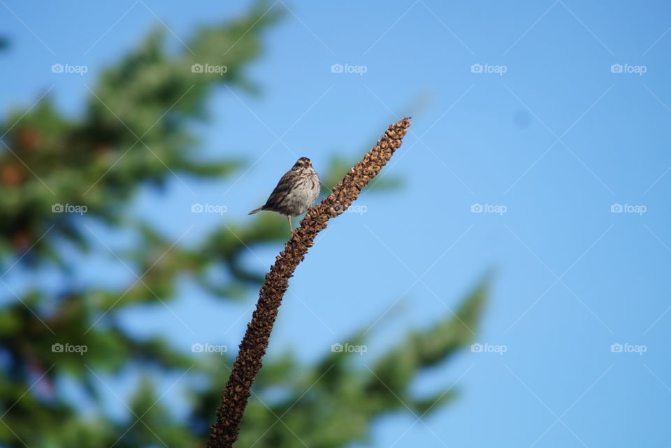 Savannah sparrow. Powell butte, Portland, or 