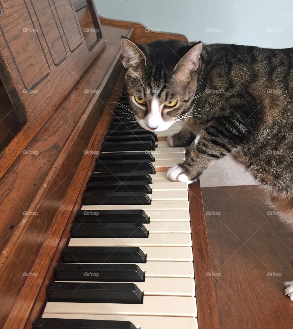 Piano Cat. A cat playing a piano