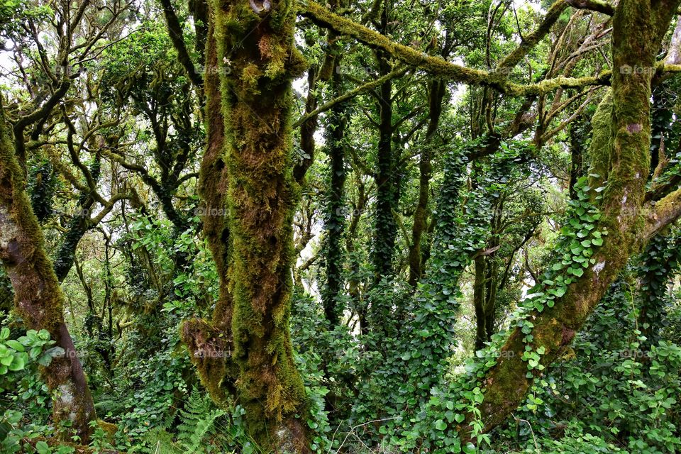 relict forest of garajonay national park on la gomera canary island in Spain