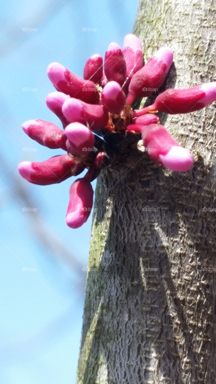 tree buds that are about to bloom