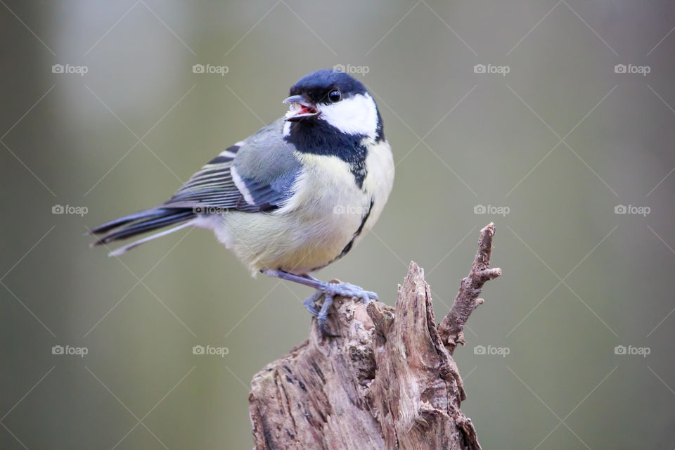 Great titmouse