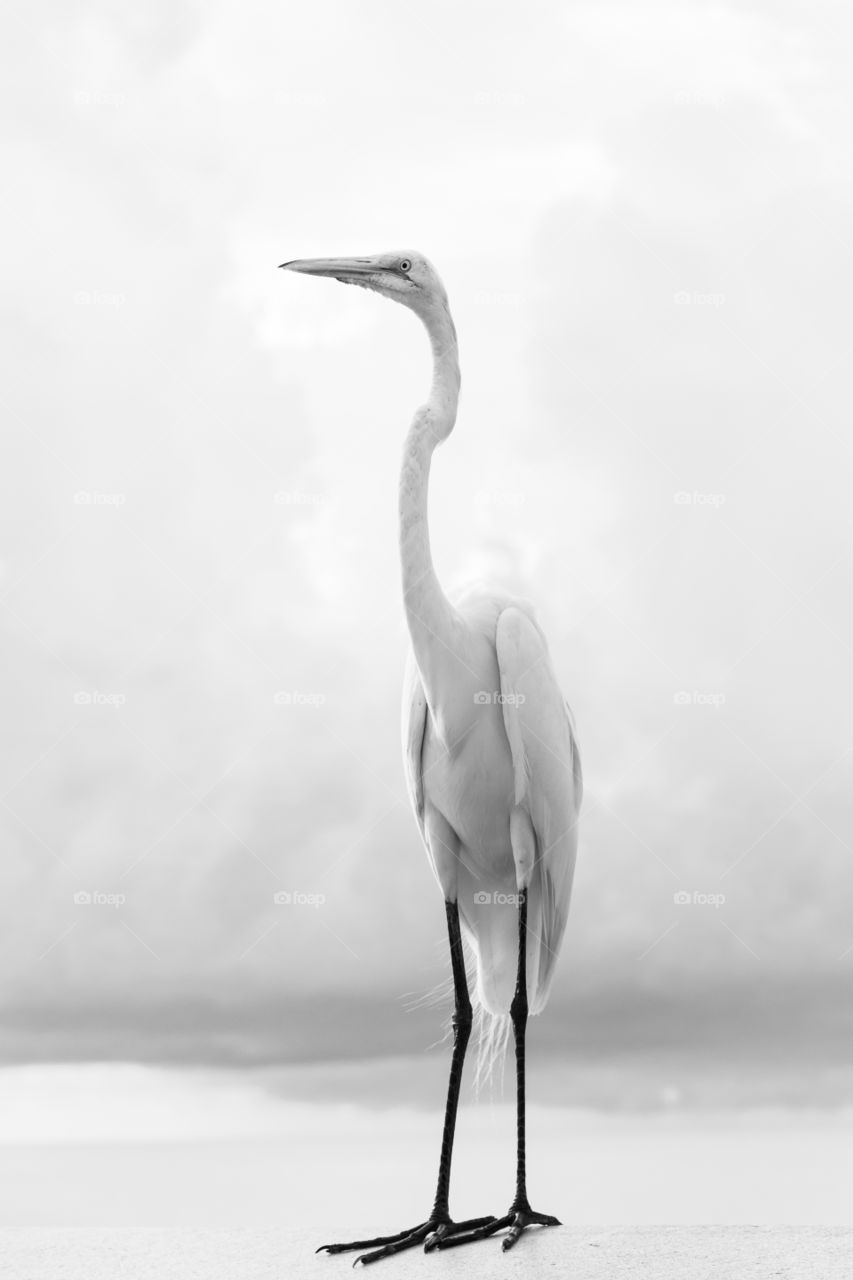 Portrait of a beautiful white Great Egret , black and white 