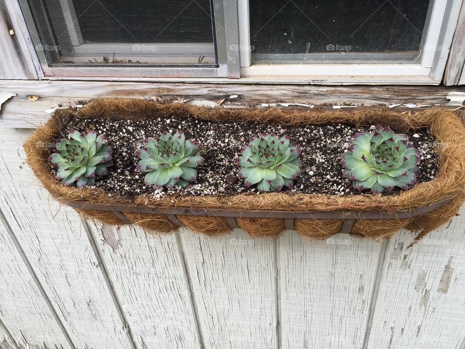 Garden window box of succulents