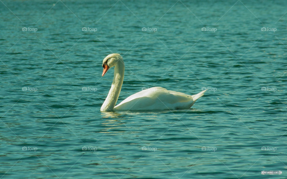 White Geese