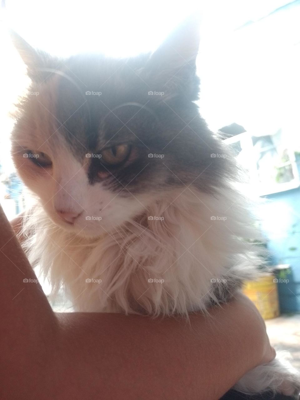 un gato con nombre de Mariposa 🦋