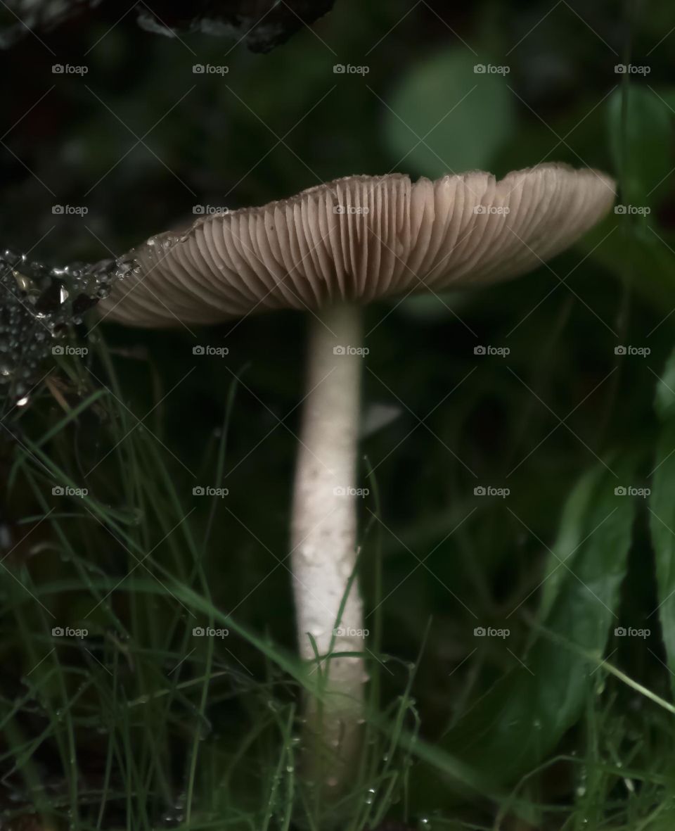 A Pluteaceae mushroom growing in a darkened spot in the long grass