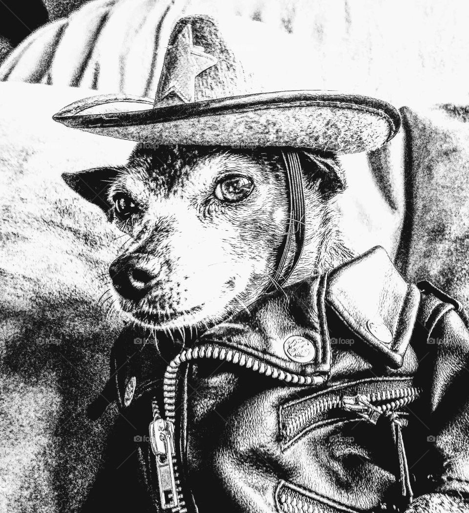 Grey Chihuahua  Deputy sheriff is back in town wearing his black leather jacket and cowboy hat with a gold badge